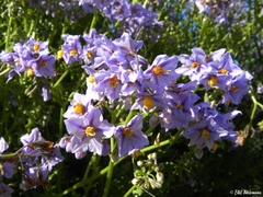 Solanum pinnatum
