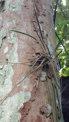 Brassavola martiana