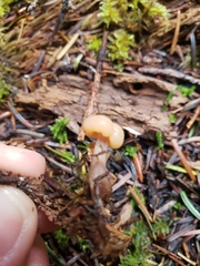 Cudonia confusa