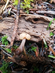 Cudonia confusa