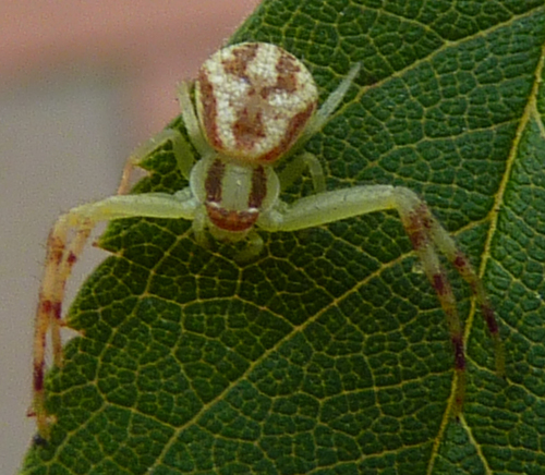 Northern Crab Spider