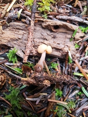Cudonia confusa