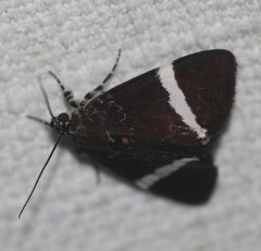 Coenotoca subaspersa