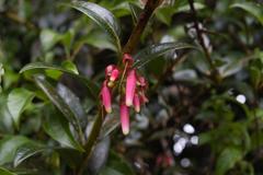 Satyria warszewiczii