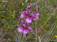 Stachys philippiana
