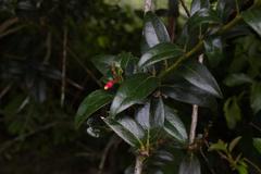 Satyria warszewiczii