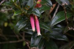 Satyria warszewiczii