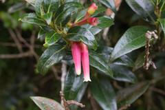 Satyria warszewiczii