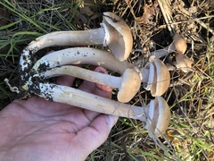 Armillaria mellea