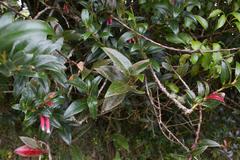 Satyria warszewiczii