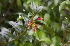 Satyria warszewiczii