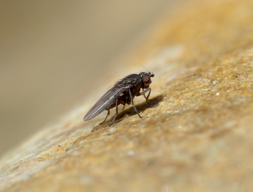 Opacifrons humida