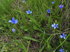 Tecophilaea violiflora