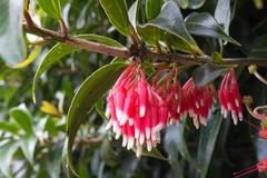 Satyria warszewiczii