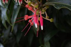 Satyria warszewiczii