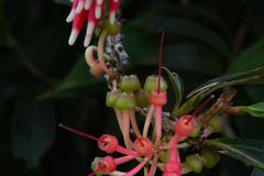 Satyria warszewiczii