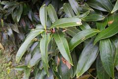 Satyria warszewiczii