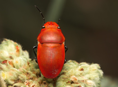 Agonosoma flavolineatum