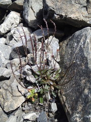 Cardamine dimidia