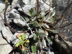 Cardamine dimidia