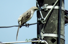 Mimus gilvus melanopterus