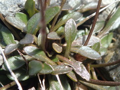 Cardamine dimidia