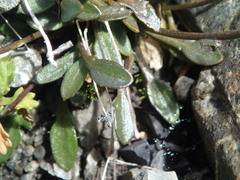 Cardamine dimidia
