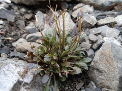 Cardamine dimidia