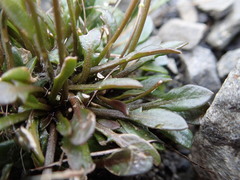 Cardamine dimidia