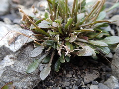 Cardamine dimidia