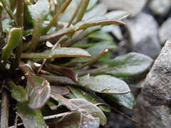 Cardamine dimidia