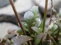 Cardamine dimidia