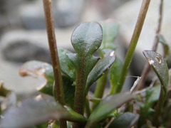 Cardamine dimidia