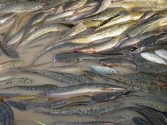 Clarias anguillaris