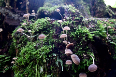 Mycena subgalericulata