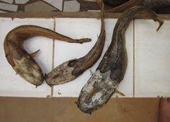 Clarias anguillaris