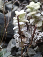 Cardamine dimidia