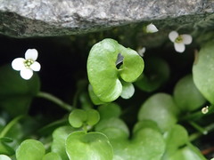 Cardamine corymbosa