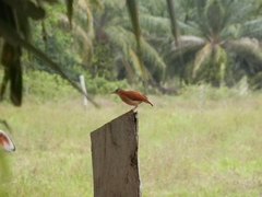 Furnarius leucopus longirostris