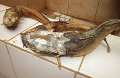 Clarias anguillaris