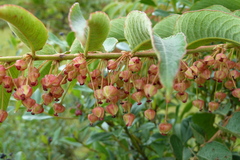 Phyllanthus salviifolius