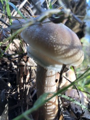 Armillaria mellea