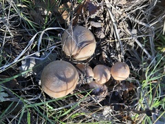 Armillaria mellea