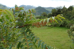Phyllanthus salviifolius