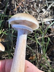 Armillaria mellea