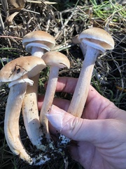Armillaria mellea