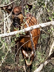 Tragelaphus eurycerus isaaci
