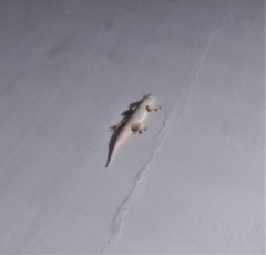 Hemidactylus platyurus