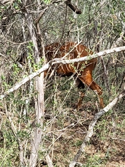 Tragelaphus eurycerus isaaci