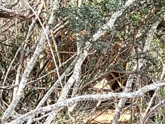 Tragelaphus eurycerus isaaci